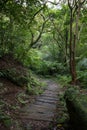 Wood plank path in a lush and verdant forest