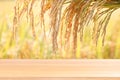 Wood plank on rice seed gold grain plantation background, empty wood table floors on field rice plant paddy farm, wood table board