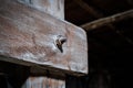 Wood planks conncected with rusty screw closeup in attic / loft - construction concept