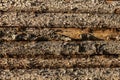Wood planks on side of barn Royalty Free Stock Photo