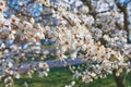 Wood plum full blossom and the background of the blue sky ,white flowers in the spring, plum tree in blossom Royalty Free Stock Photo