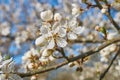 Wood plum full blossom and the background of the blue sky ,white flowers in the spring, plum tree in blossom Royalty Free Stock Photo