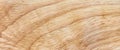 Wood or plywood texture background, brown timber board with nature color, grain and pattern Royalty Free Stock Photo