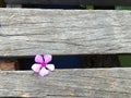 Wood with purple flower