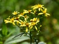 Wood ragwort Royalty Free Stock Photo