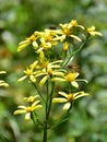 Wood ragwort