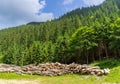 Wood resource in Fagaras mountain