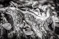 Wood root close-up in black and white. Tree texture in nature. Abstract view of old bark or branch in autumn park