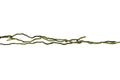 Wood root. Spiral twisted jungle tree branch, vine liana plant isolated on white background, clipping path included