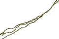 Wood root. Spiral twisted jungle tree branch, vine liana plant isolated on white background, clipping path included