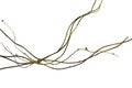 Wood root, Twisted jungle vines, tropical rainforest liana plant isolated on white background, clipping path included