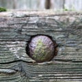 Wood rusty lock texture of old, vintage, rain and wind, wea