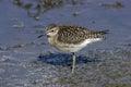 Wood Sandpiper Royalty Free Stock Photo