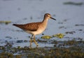 Wood sandpiper Royalty Free Stock Photo