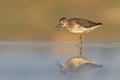 Wood Sandpiper Royalty Free Stock Photo