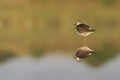 Wood Sandpiper