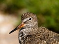 Wood Sandpiper