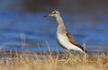 Wood sandpiper