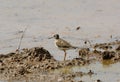 Wood sandpiper