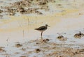 Wood sandpiper