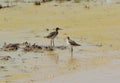 Wood sandpiper