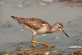 Wood Sandpiper feeding