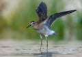 Wood Sandpiper in flight over water surface with wide spreaded wings Royalty Free Stock Photo