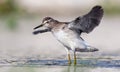 Wood Sandpiper in flight over water surface with wide spreaded wings Royalty Free Stock Photo