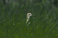 wood sandpiper hiding among the grass