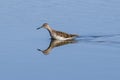 Wood Sandpiper and its reflection on the water surface Royalty Free Stock Photo