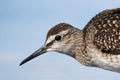 Wood Sandpiper portrait