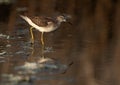 Wood Sandpiper  and reflection on water at Asker marsh, Bahrain Royalty Free Stock Photo