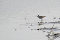 Wood Sandpiper stading in the lake Royalty Free Stock Photo