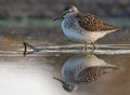 Wood sandpiper stands in water of big pond with perfect mirror reflection