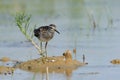 Wood Sandpiper on tiny island at the Manych lake