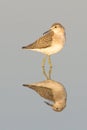 Wood Sandpiper / Tringa g