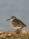 Wood Sandpiper (Tringa glareola)