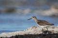 Wood Sandpiper with seafoam