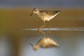 Wood Sandpiper (Tringa glareola)