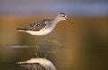 Wood Sandpiper (Tringa glareola) Royalty Free Stock Photo