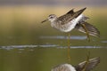 Wood Sandpiper (Tringa glareola) Royalty Free Stock Photo