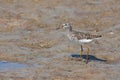 Wood Sandpiper (Tringa glareola) Royalty Free Stock Photo