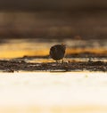 Wood sandpiper (Tringa glareola) backlit feeding in the wetlands Royalty Free Stock Photo