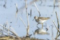 Wood sandpiper, Tringa glareola, bird foraging Royalty Free Stock Photo