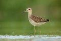 Wood sandpiper Tringa glareola bird rain water in pond wetland wading shorebirds waders young nature wildlife cute