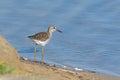 Wood sandpiper, Tringa glareola. A bird walks along the riverbank in search of prey Royalty Free Stock Photo