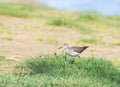 Wood sandpiper, Tringa glareola. A bird walks along the riverbank in search of prey Royalty Free Stock Photo