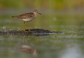 Wood Sandpiper - Tringa glareola Royalty Free Stock Photo