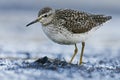 Wood sandpiper (Tringa glareola) feeding in the wetlands Royalty Free Stock Photo