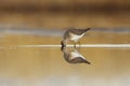 Wood sandpiper (Tringa glareola) feeding in the wetlands Royalty Free Stock Photo